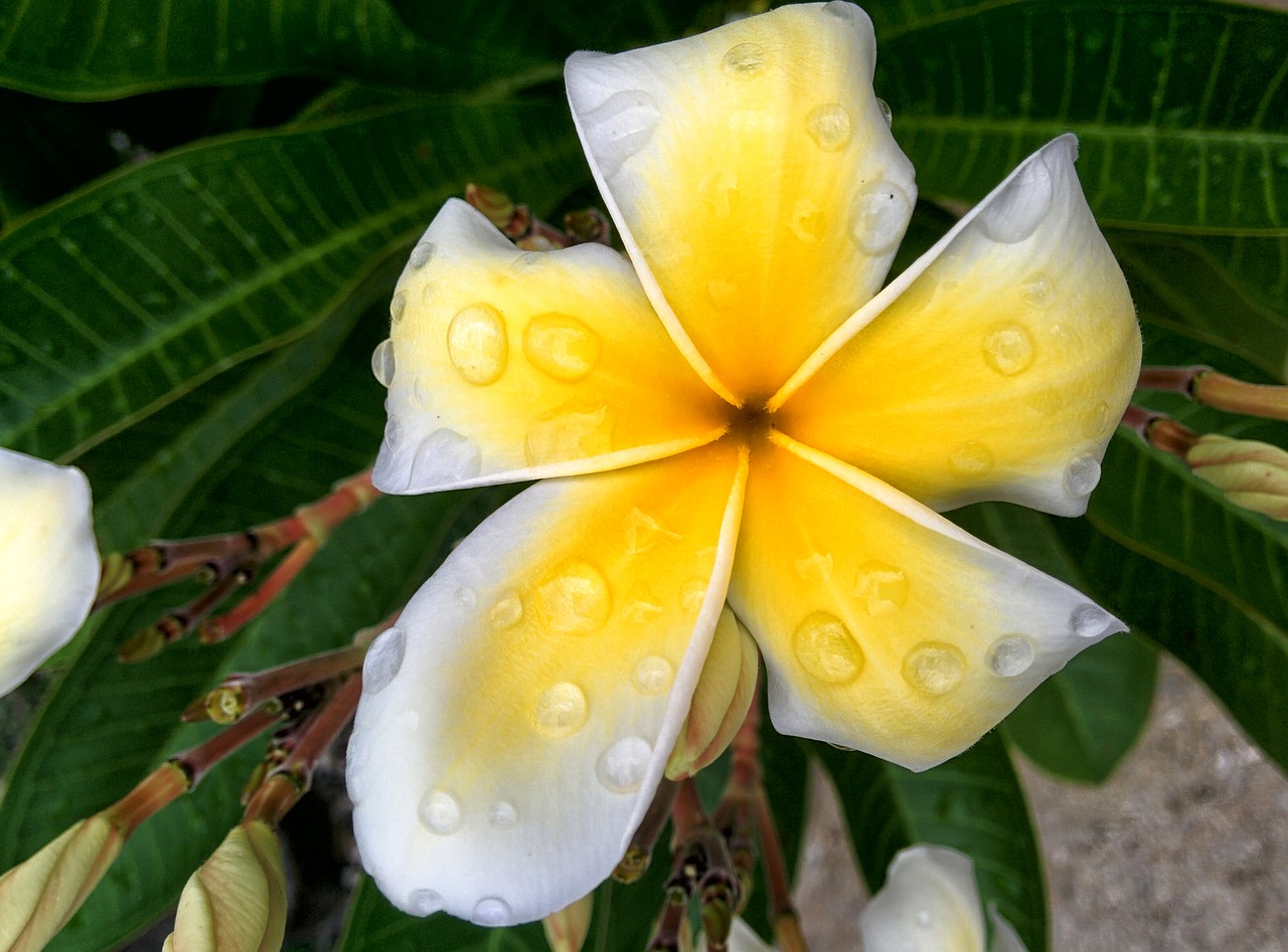 flower petals white flower free photo