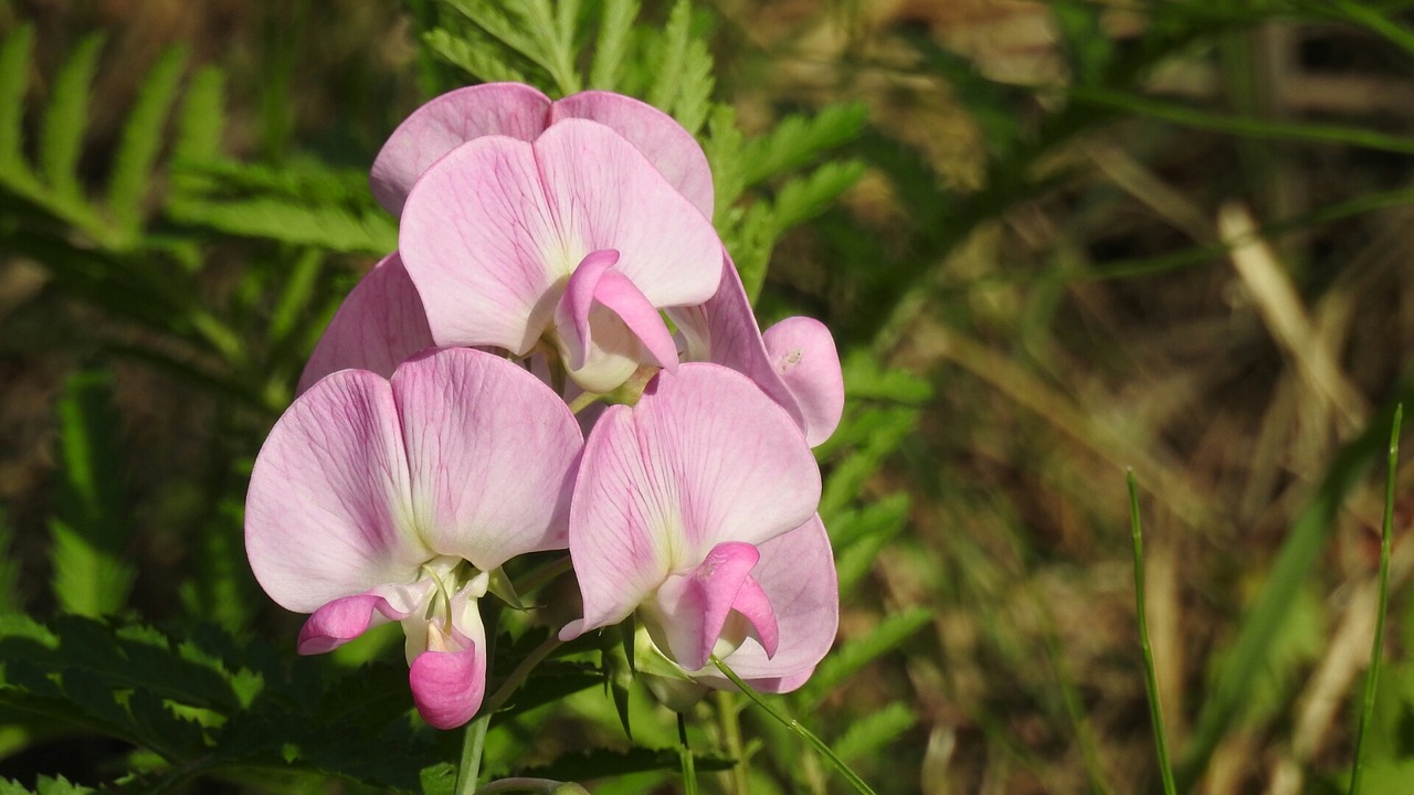 flower pink nature free photo