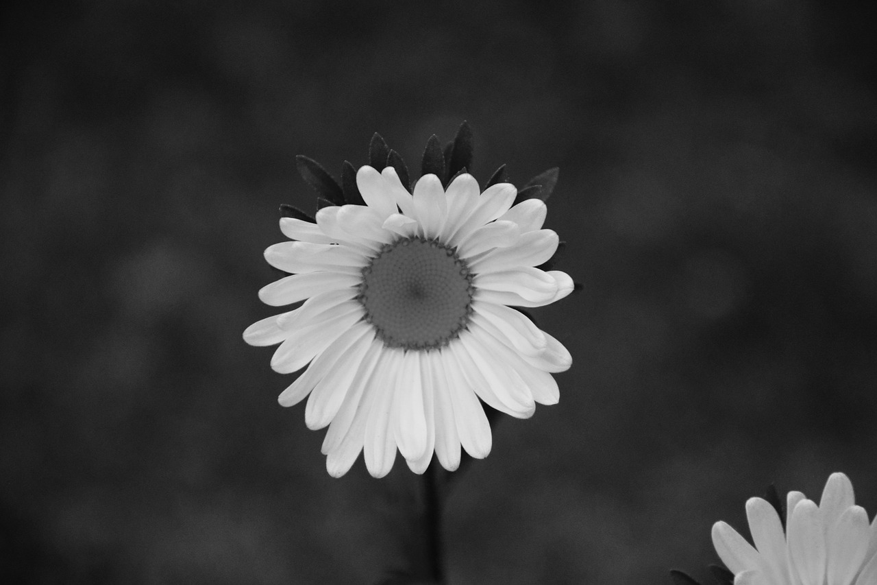flower photo black white petals free photo