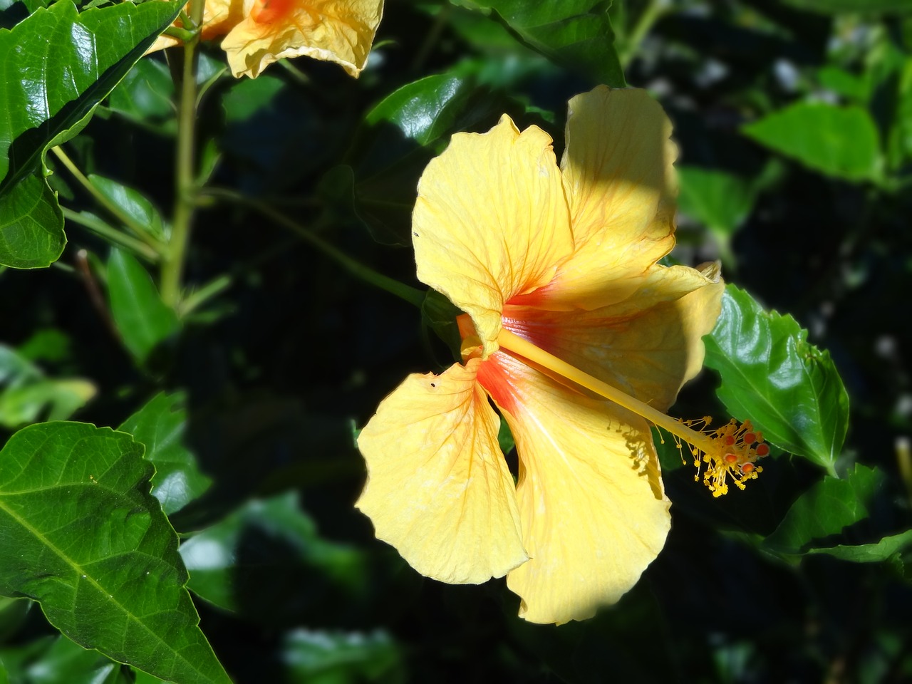 flower hibiscus yellow free photo