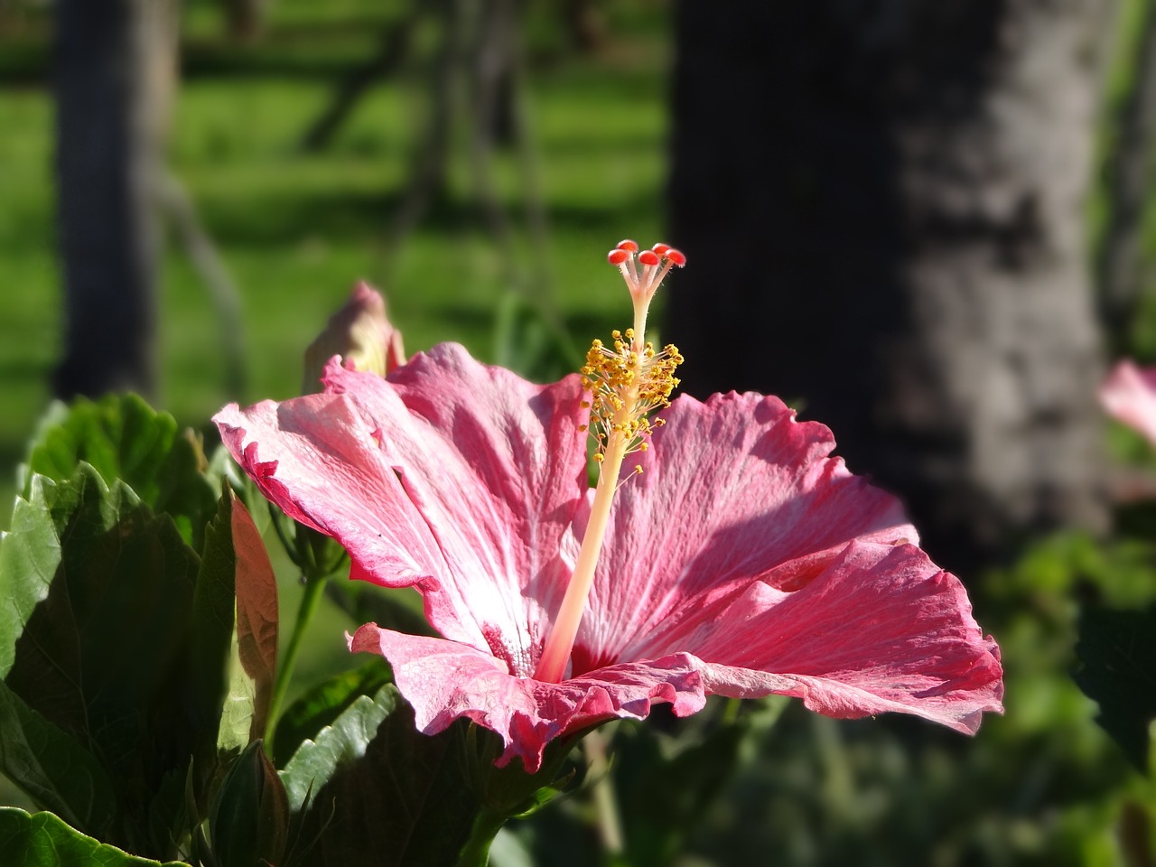 flower hibiscus rosa free photo