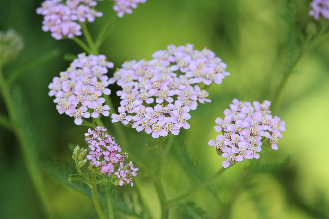 flower nature purple free photo