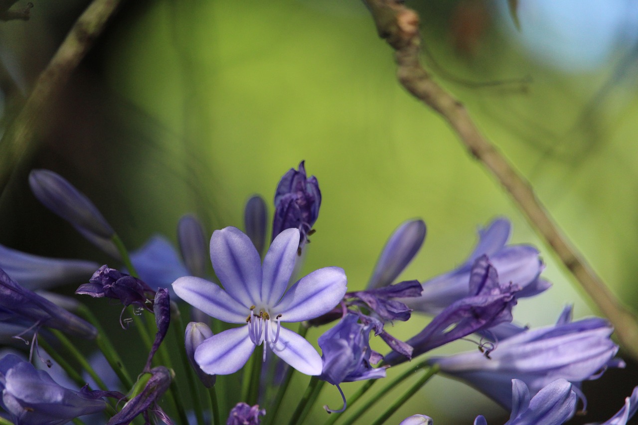 flower agapanthus purple free photo