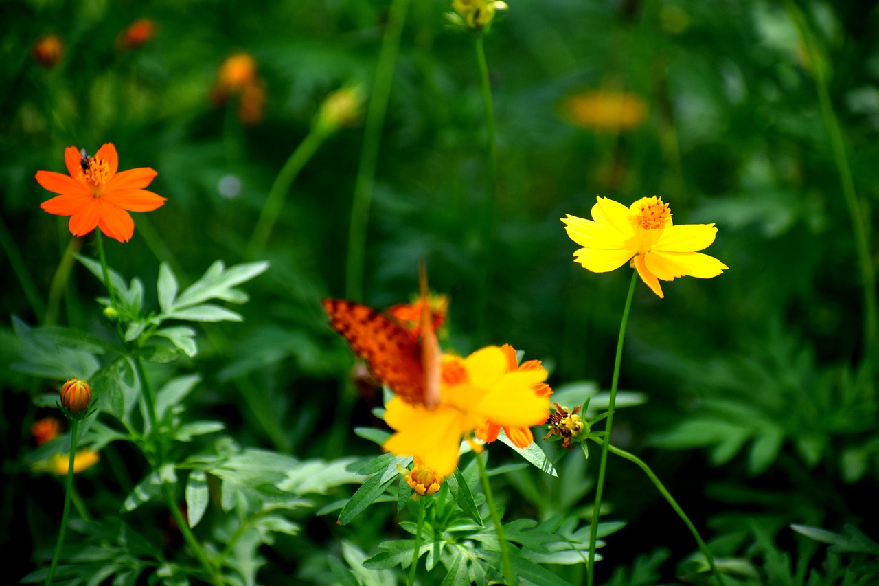 flower butterfly colorful free photo