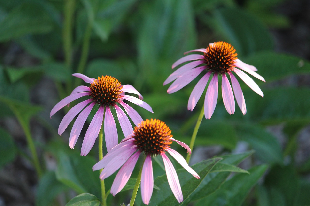 flower nature daisy free photo