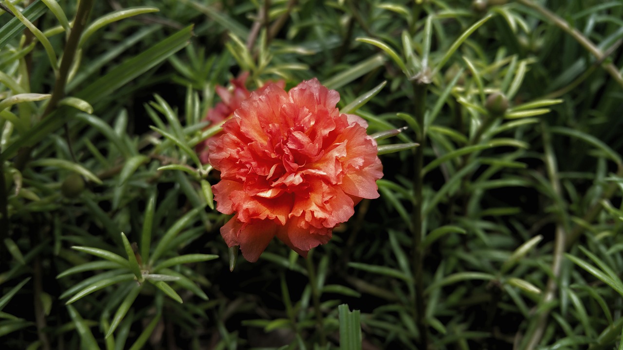 flower red orange free photo