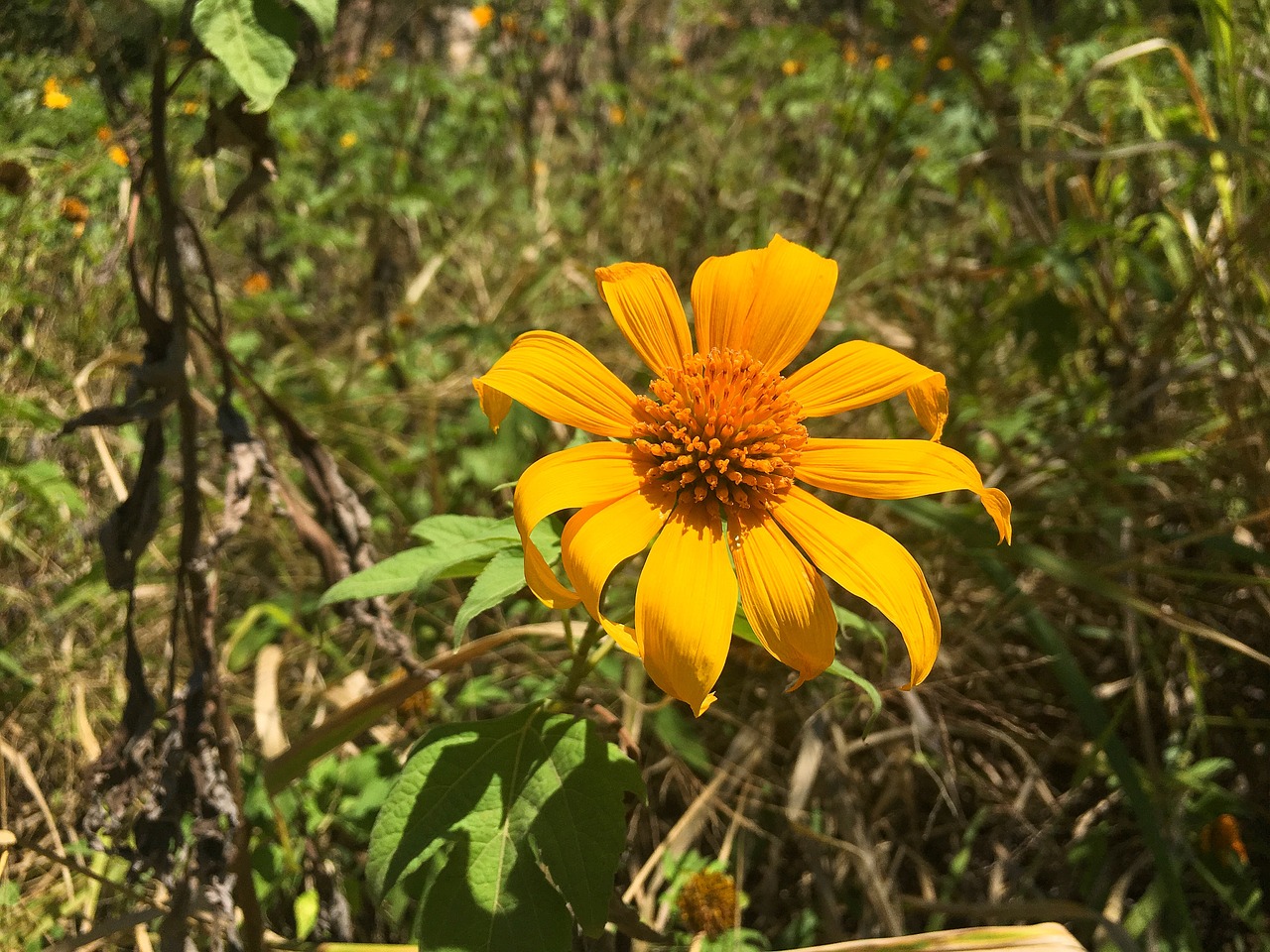 flower yellow nature free photo