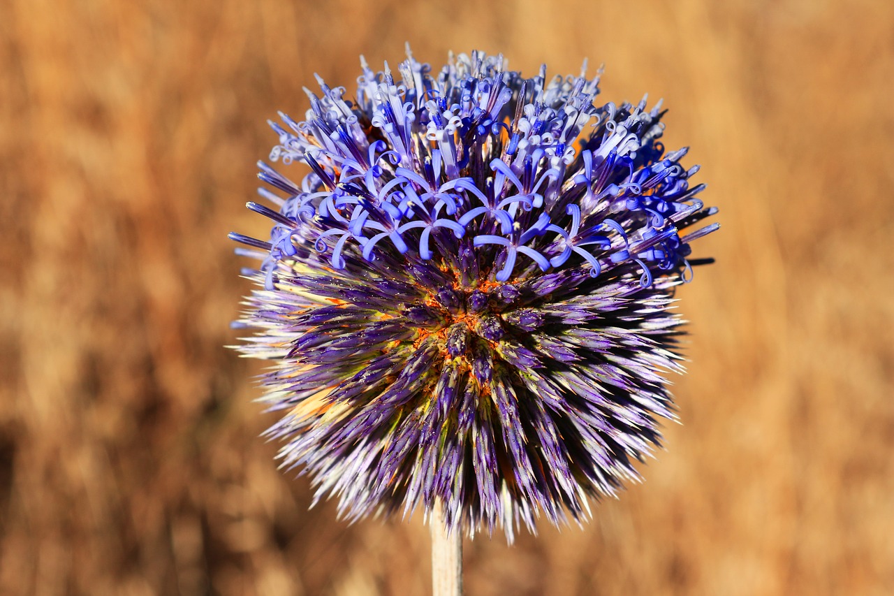 flower nature macro free photo