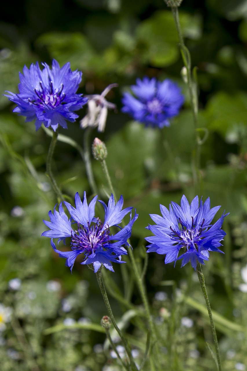 flower blue bloom free photo