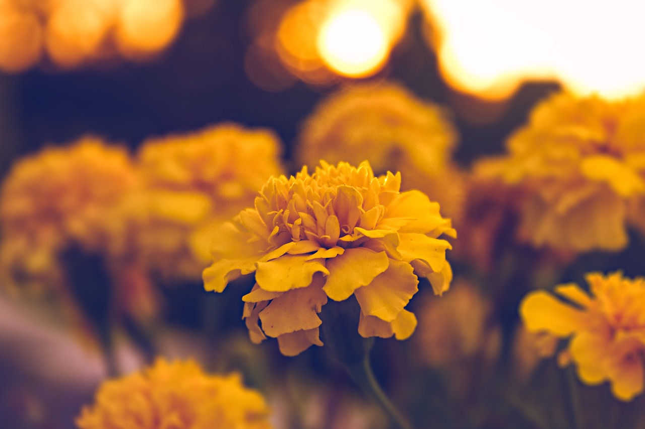 flower macro natural yellow plant free photo