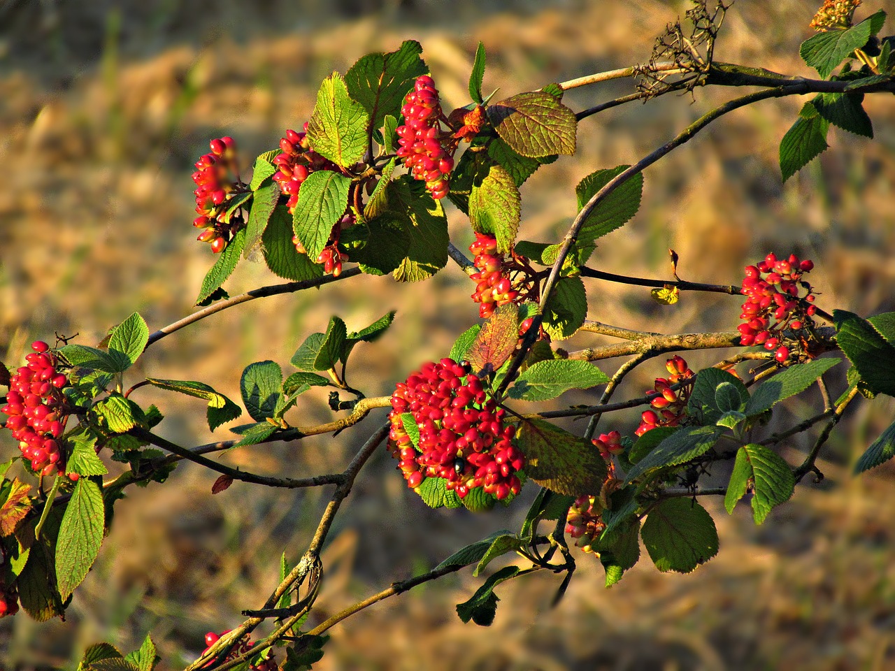 flower jagoda plant free photo