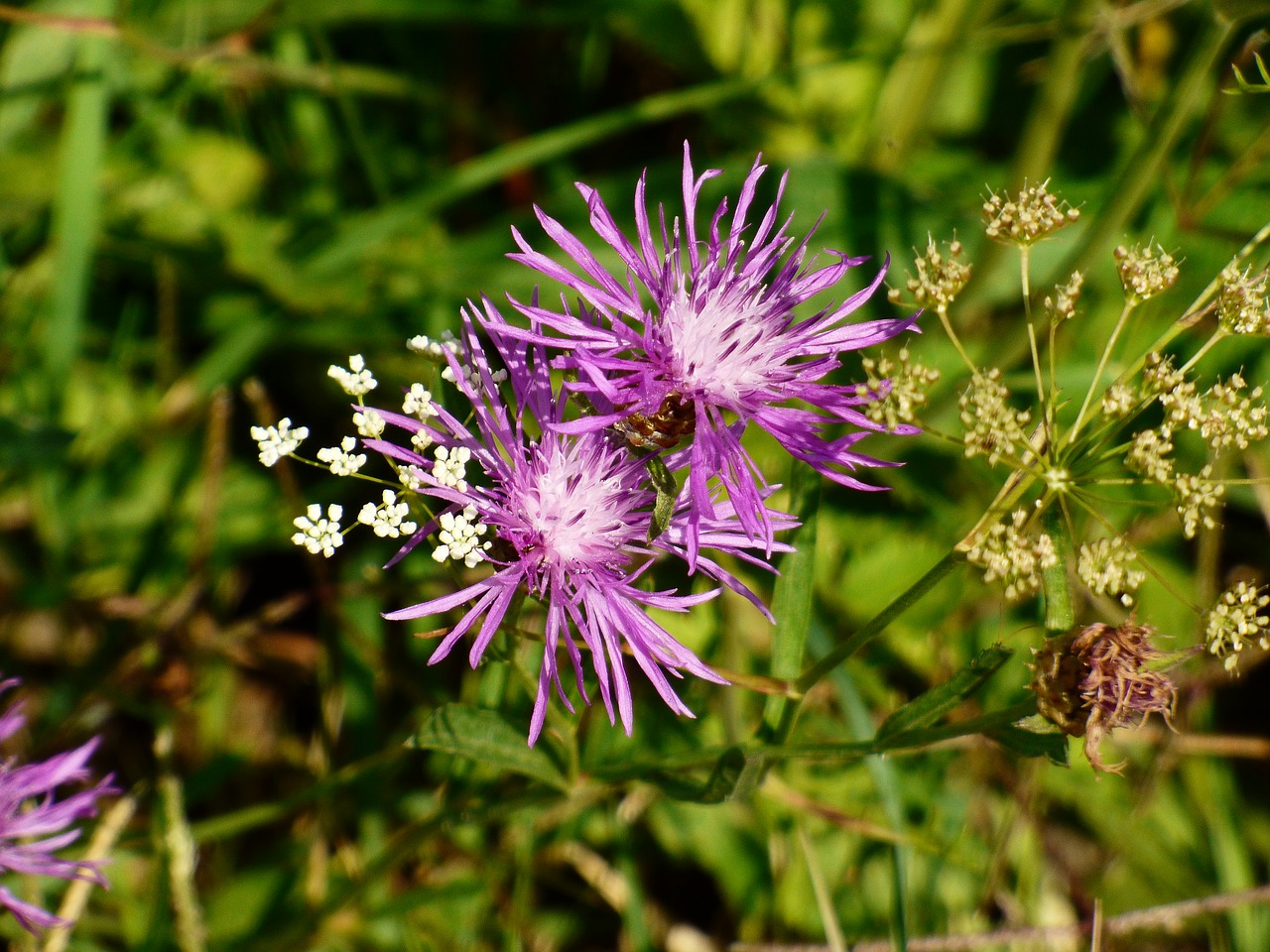 flower plant meadow flowers free photo