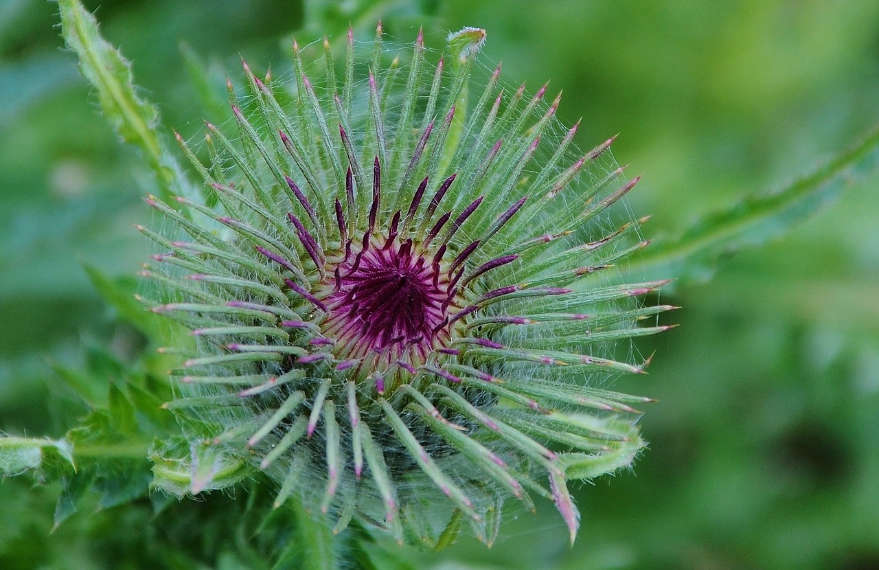 flower natur spring free photo