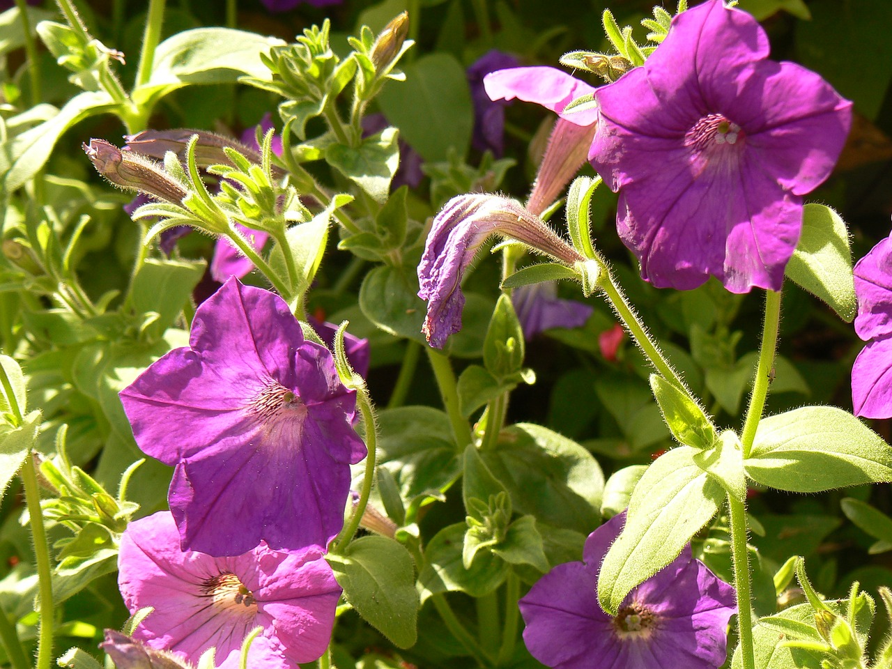 flower petunia plant free photo