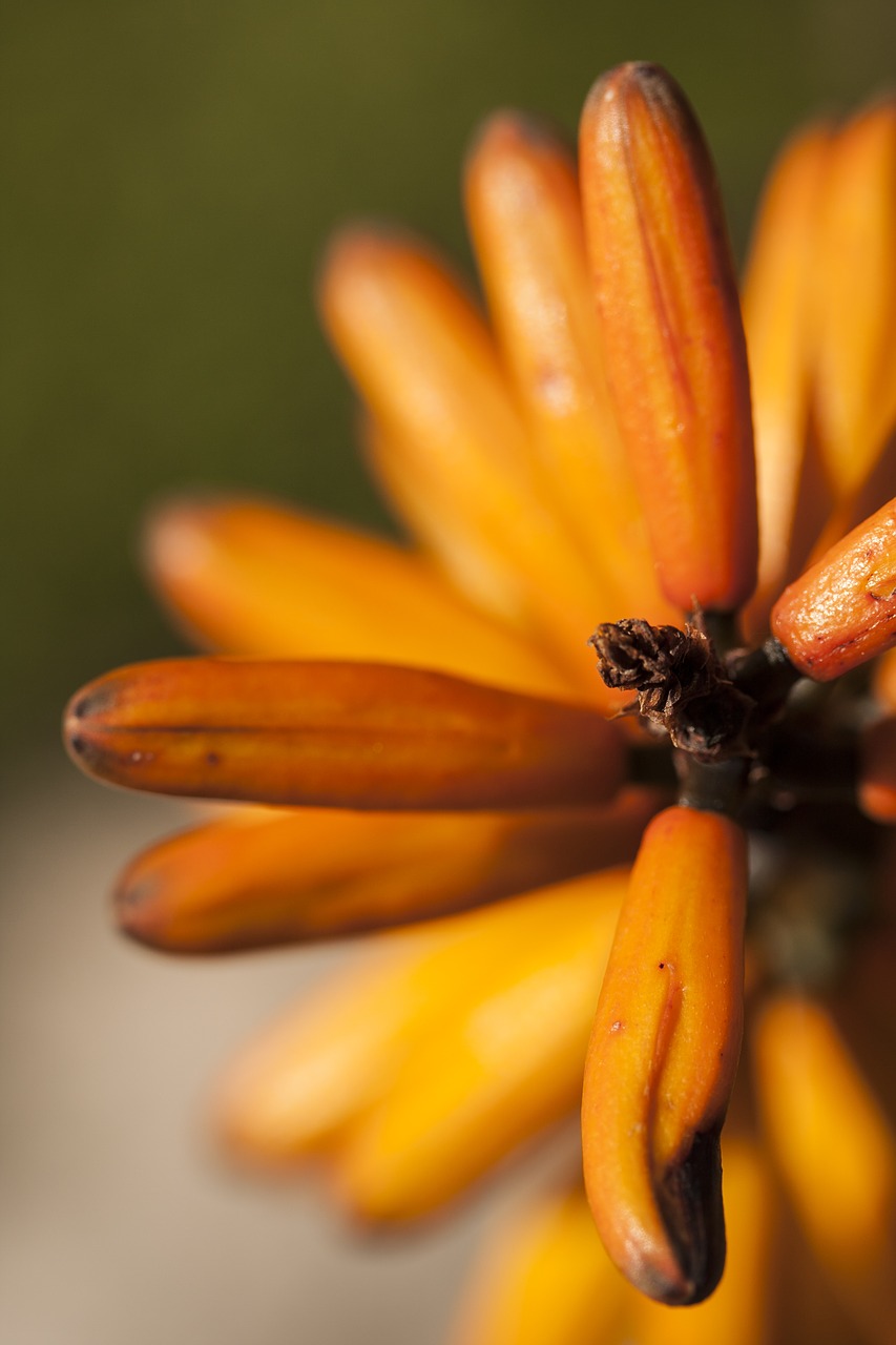 flower macro nature free photo