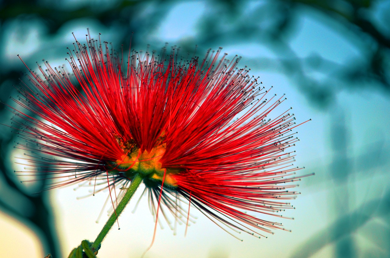 flower cross red free photo