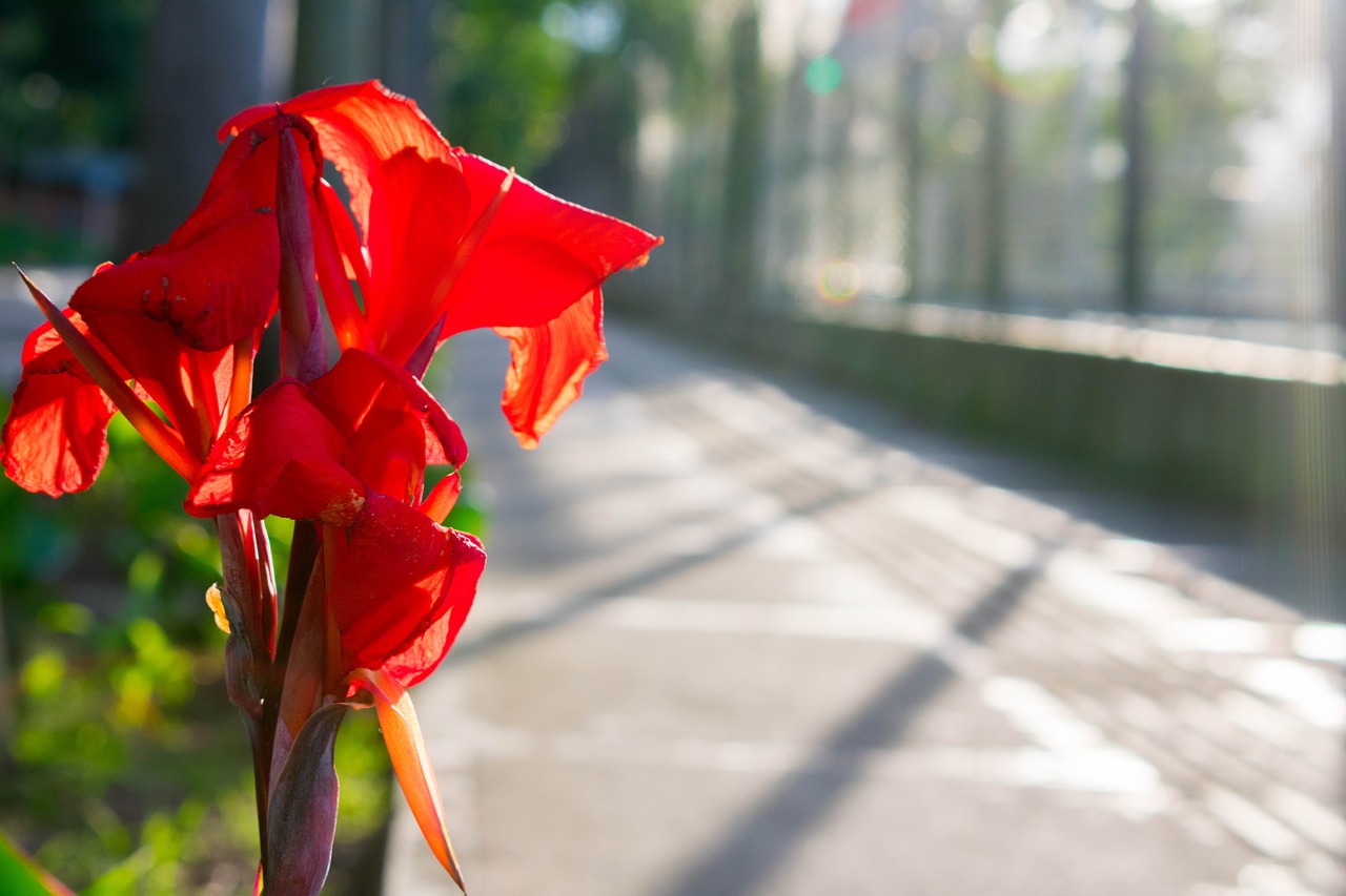 flower colombia flowers free photo