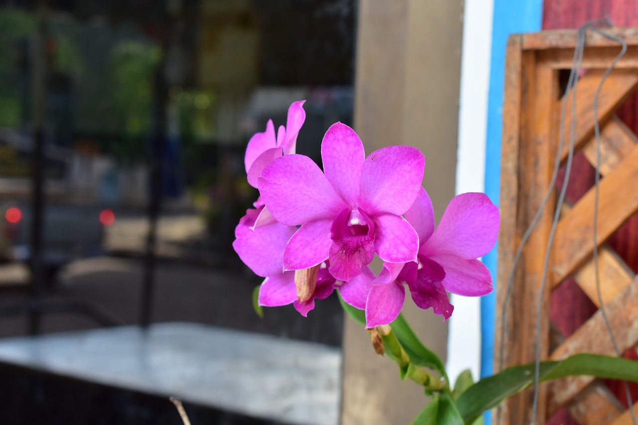 flower pink flower orchid free photo