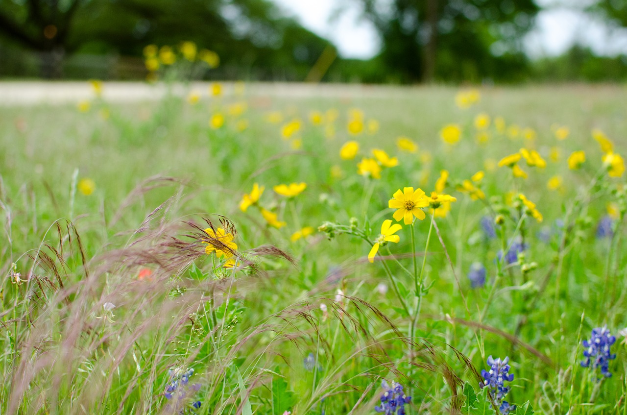 flower landscape hua xie free photo