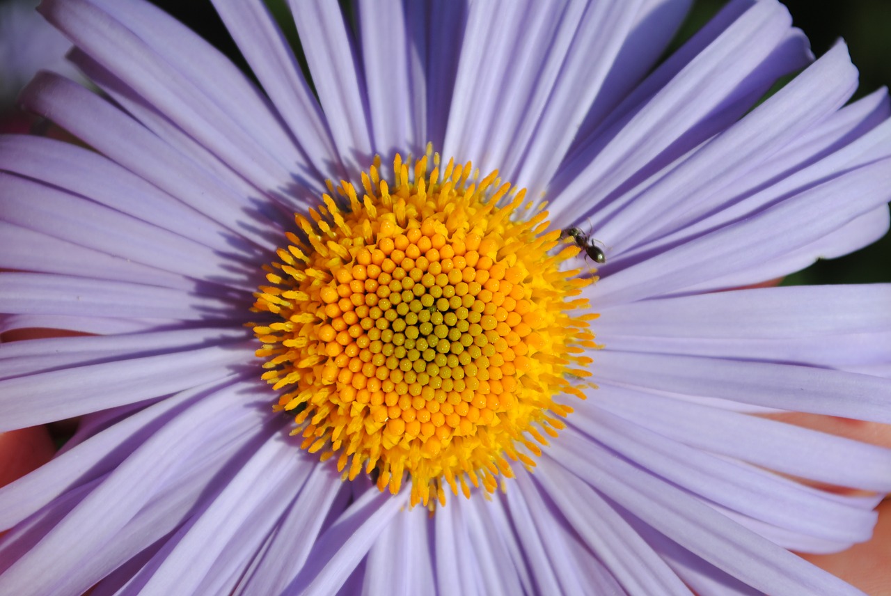 flower daisy flowers free photo