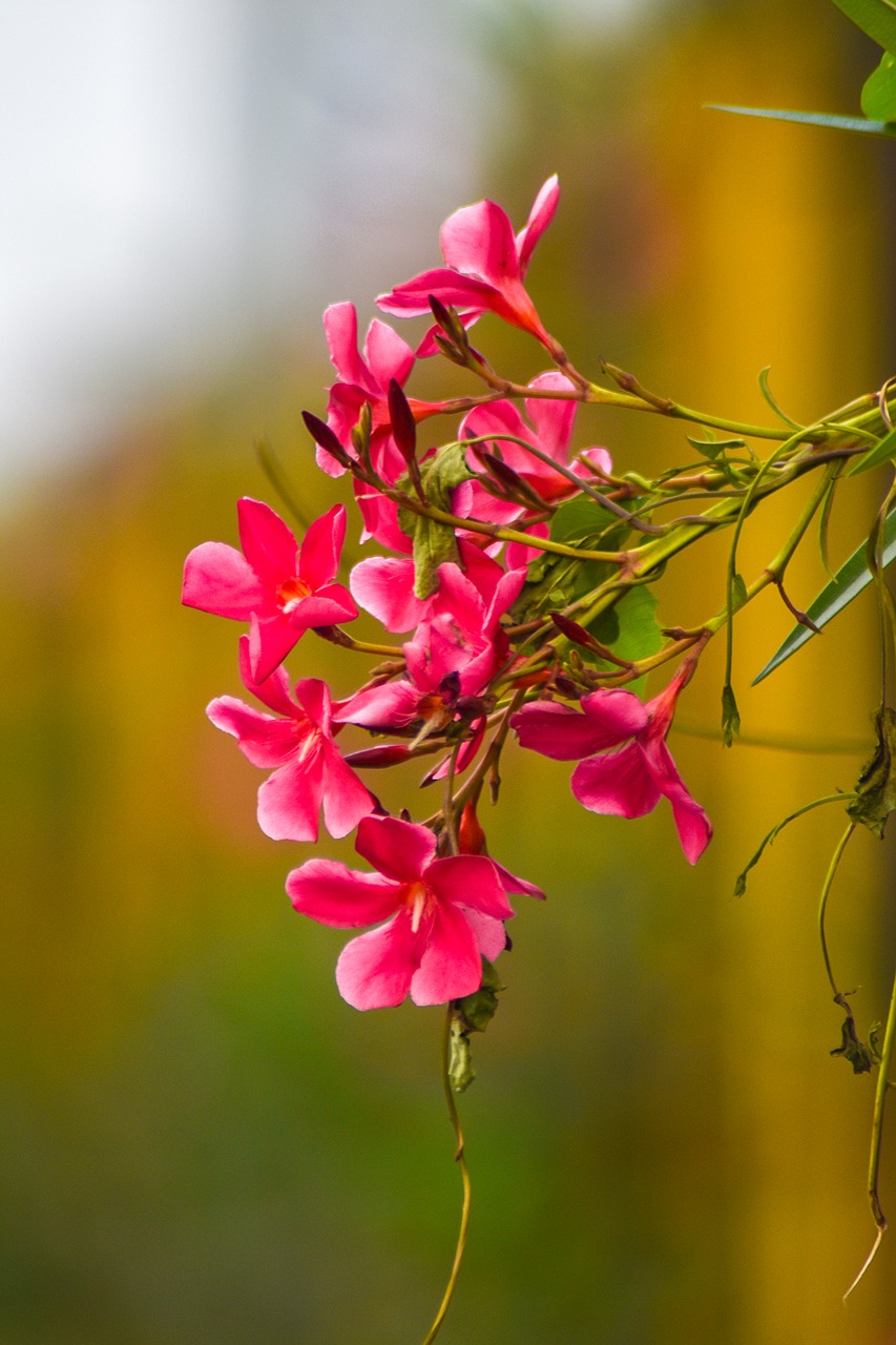 flower nature pink free photo