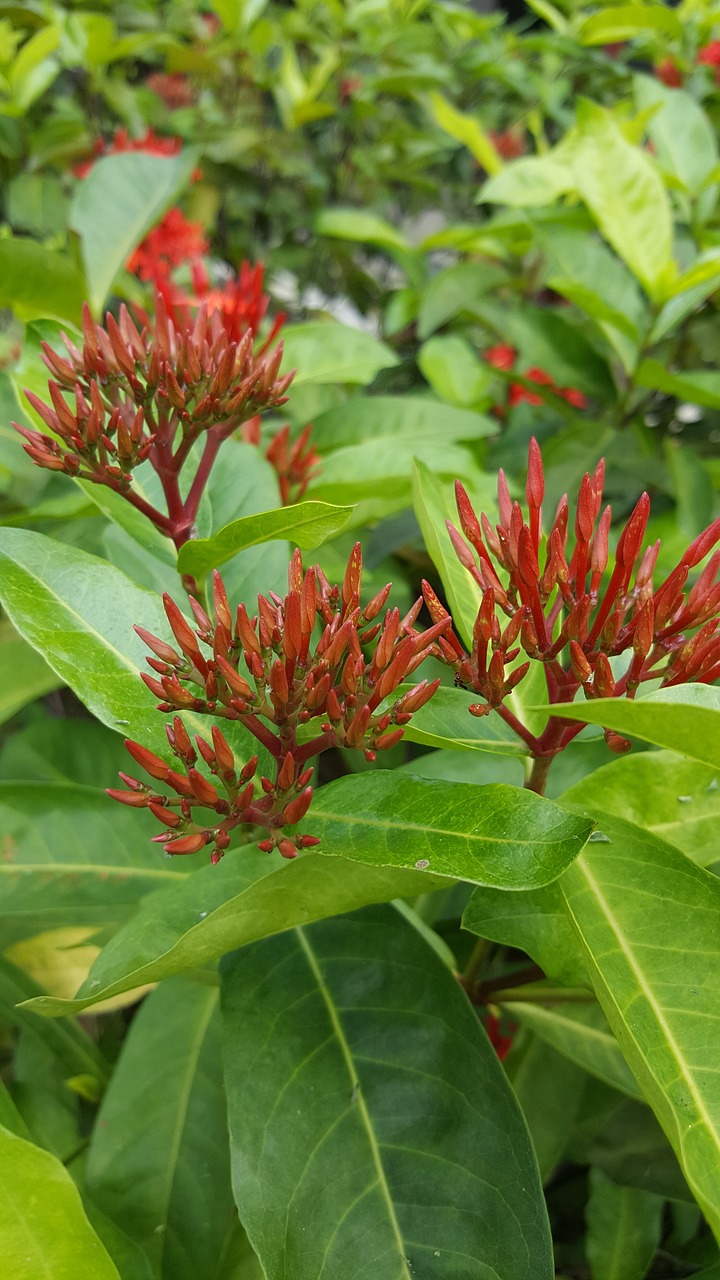 flower red sharp free photo