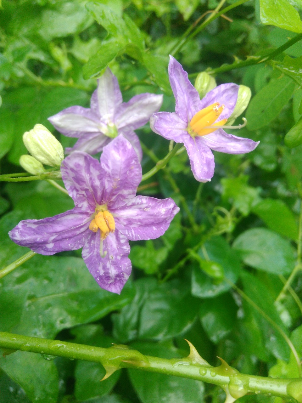 flower violet colour free photo
