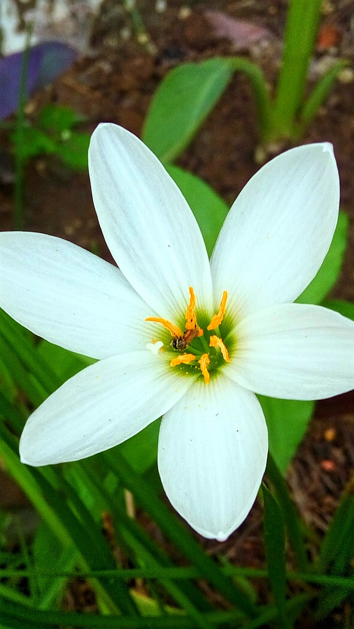 flower lily macro free photo