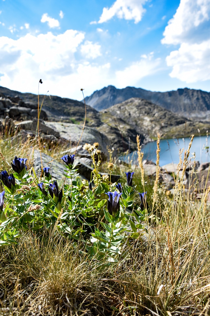 flower mountain sky free photo