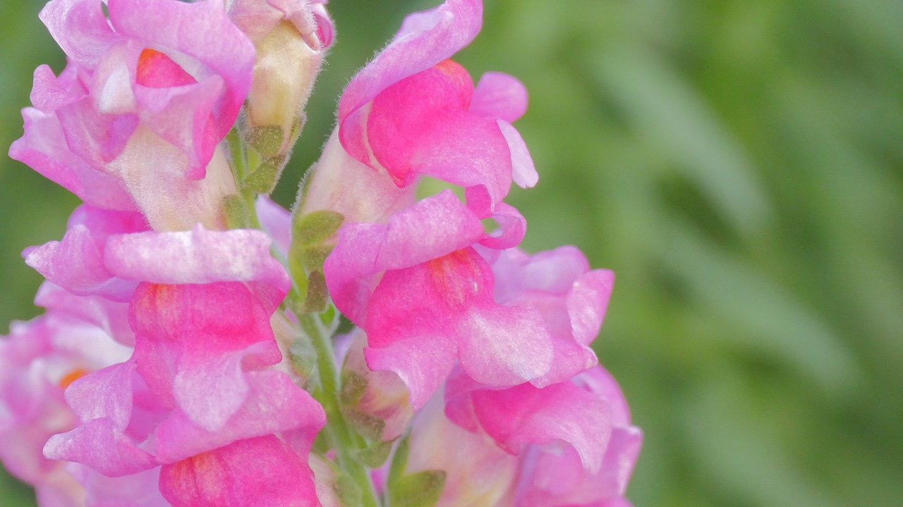 flower snap dragon green free photo