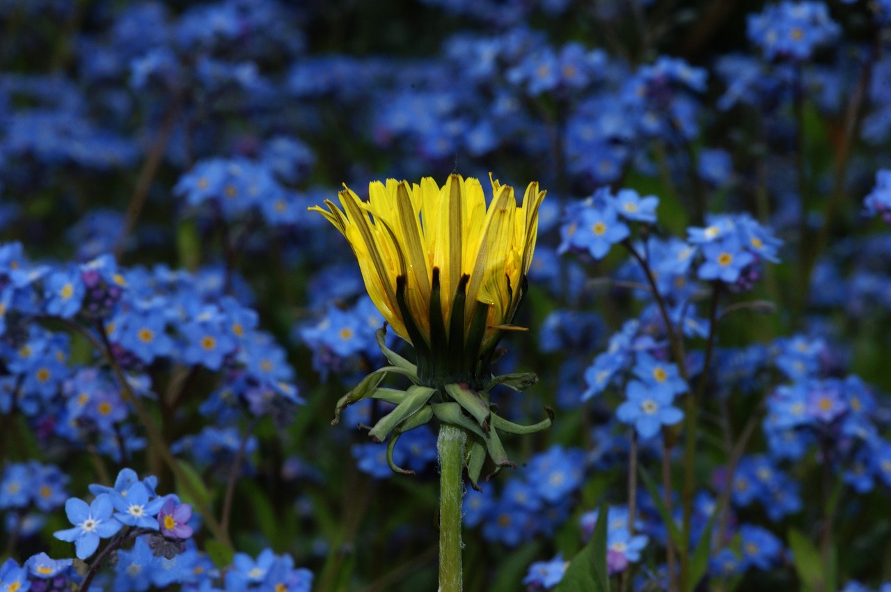 flower yellow blue free photo