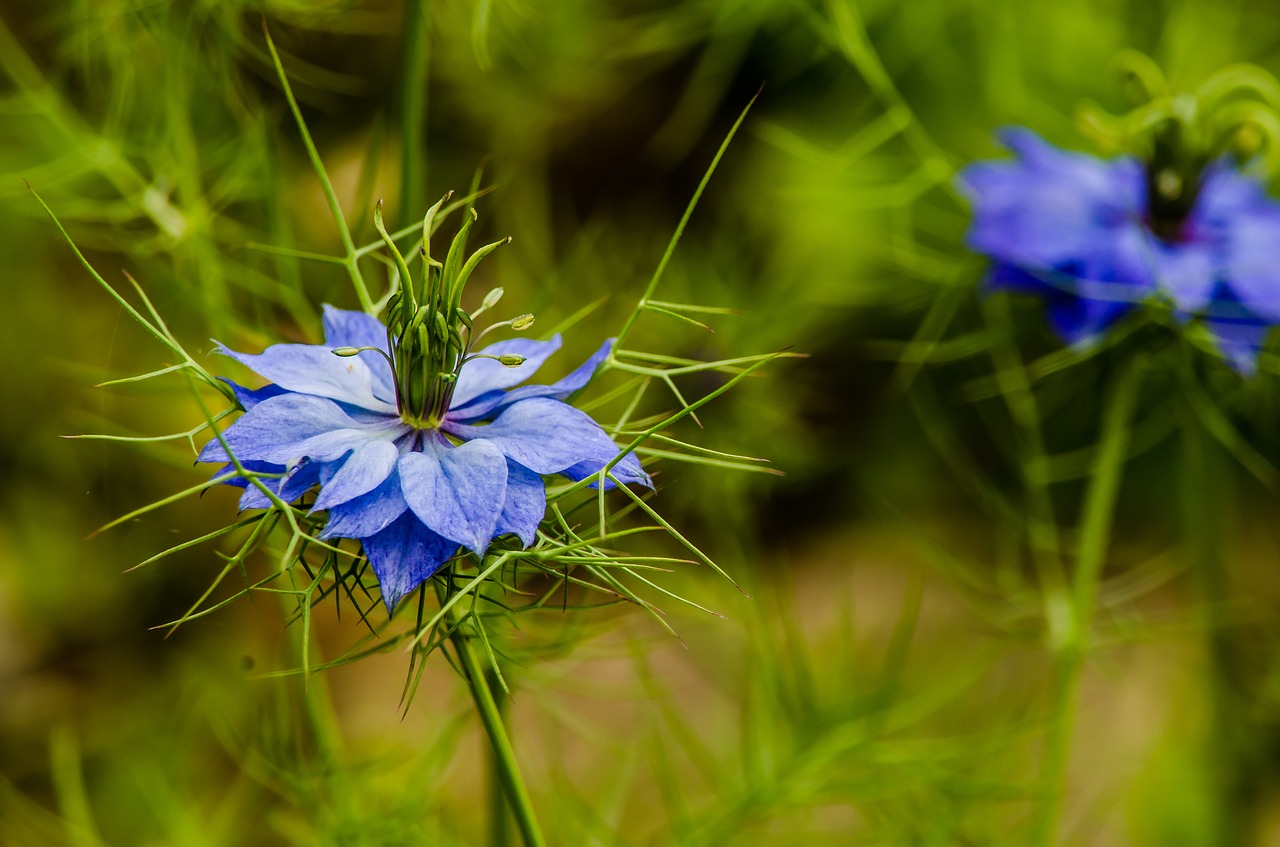 flower flora blue free photo