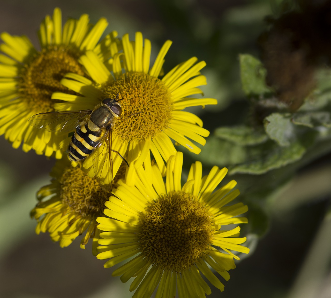 flower insects hoverfly free photo