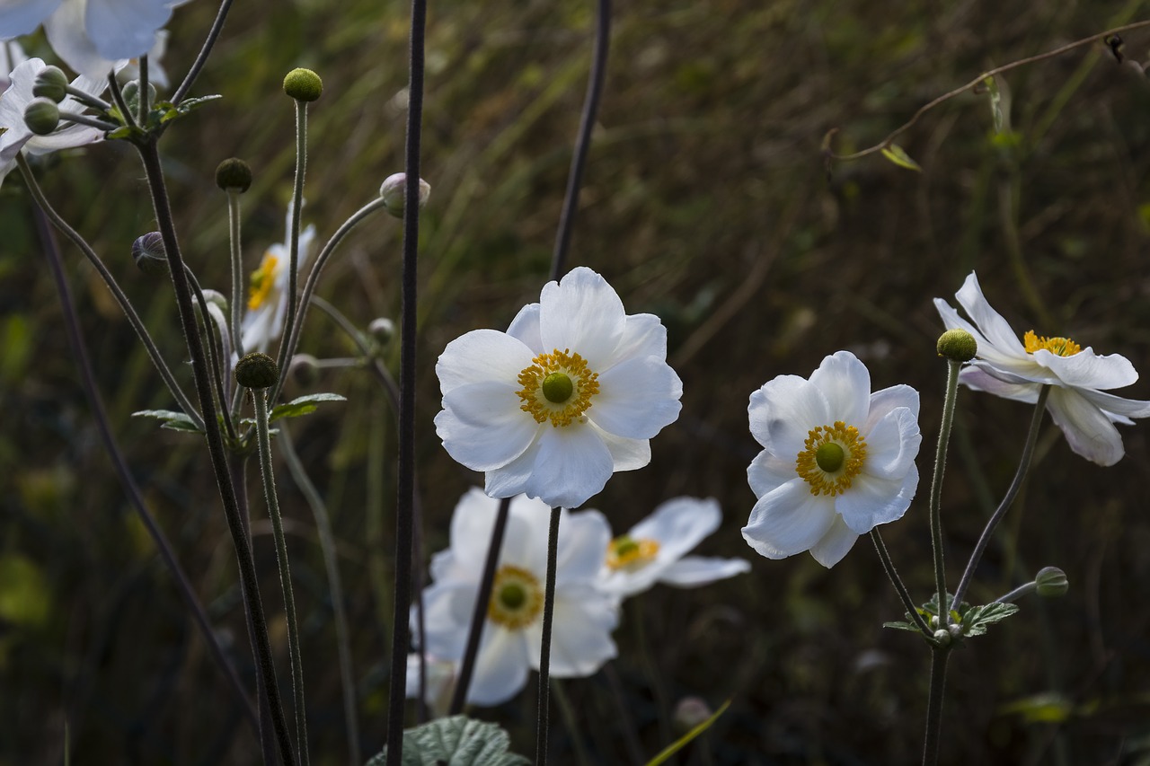 flower flora japanese free photo