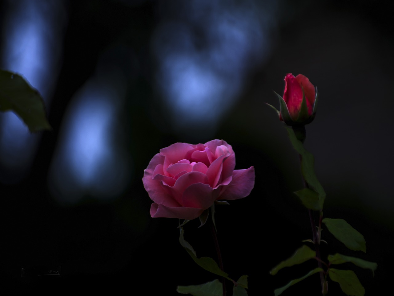 flower flora rose free photo