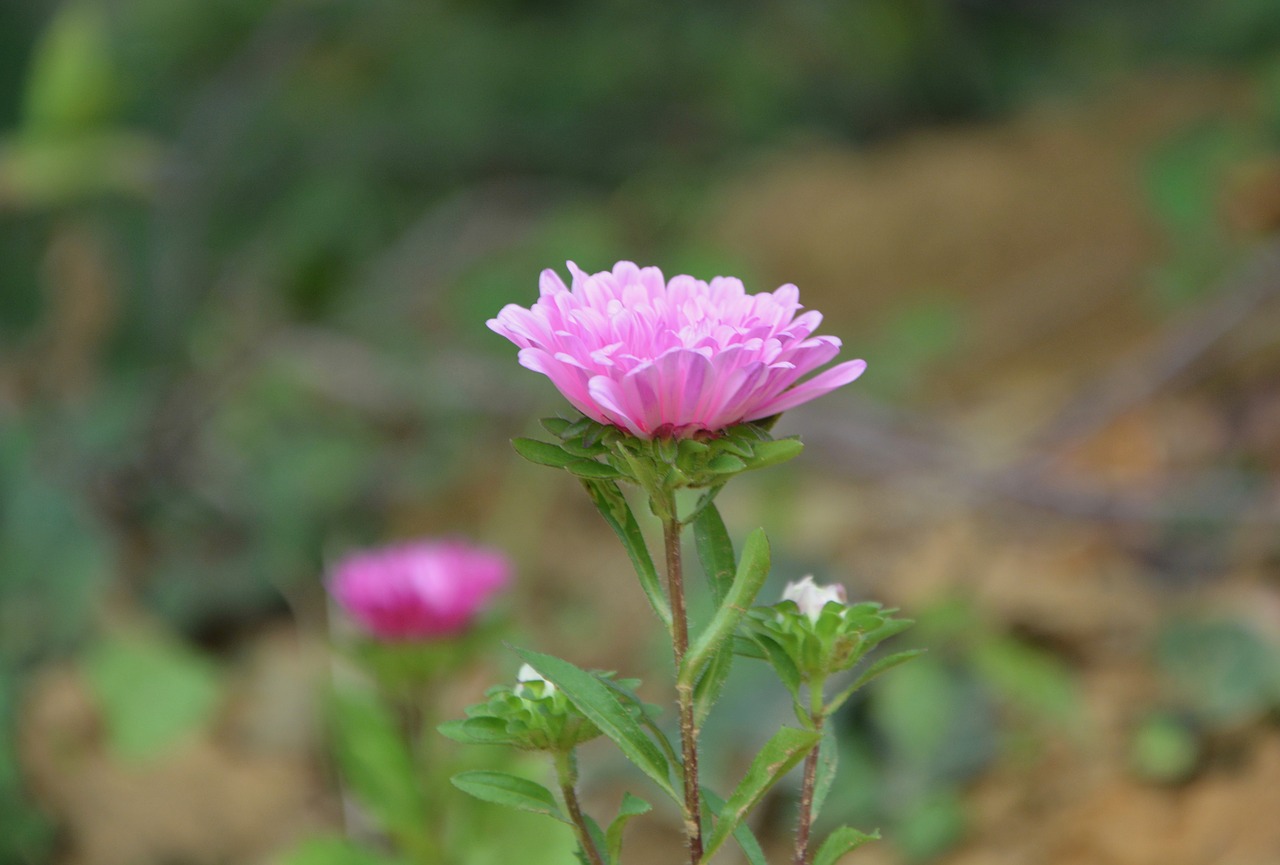 flower flowers plant free photo