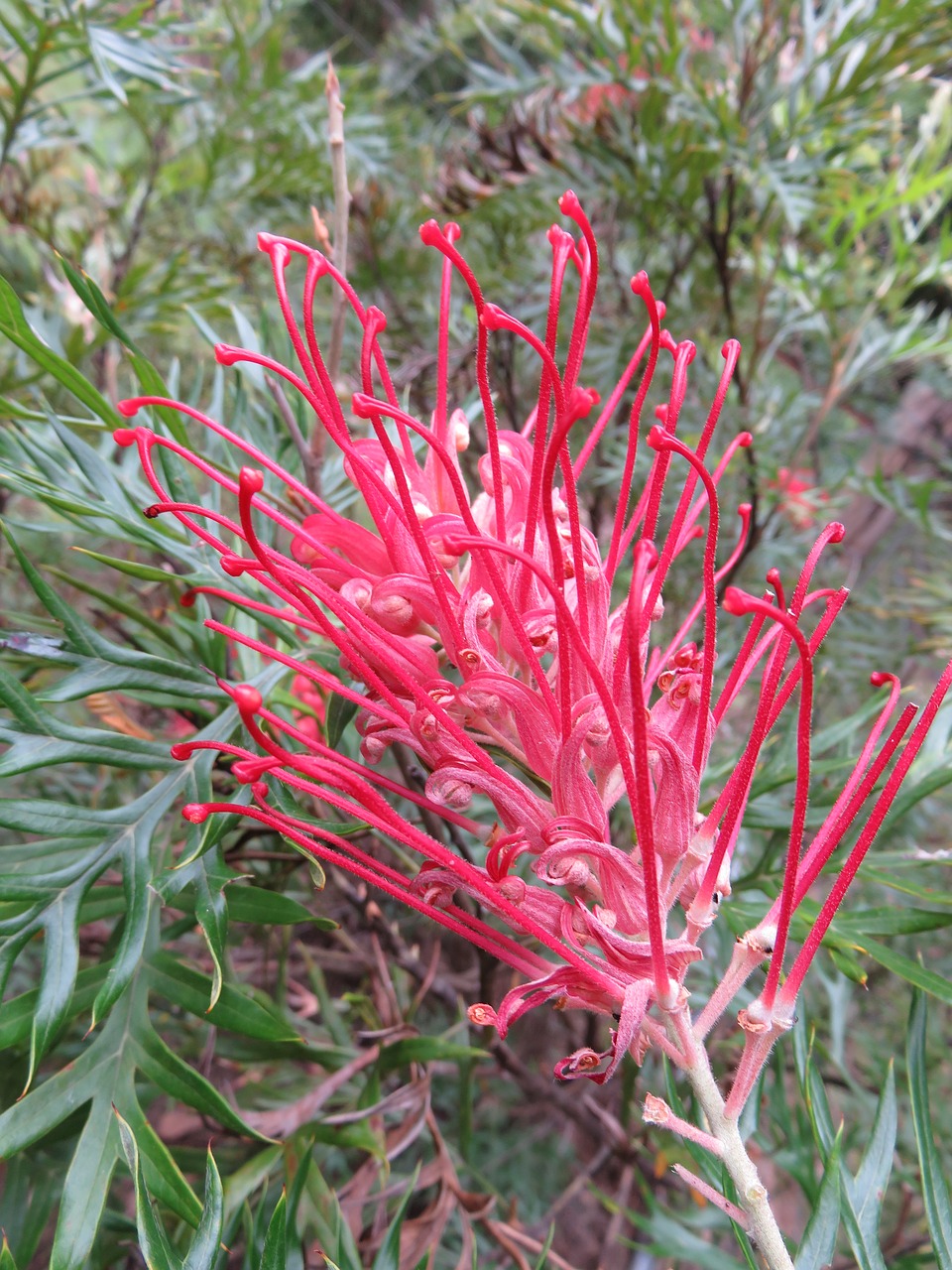 flower plant red free photo