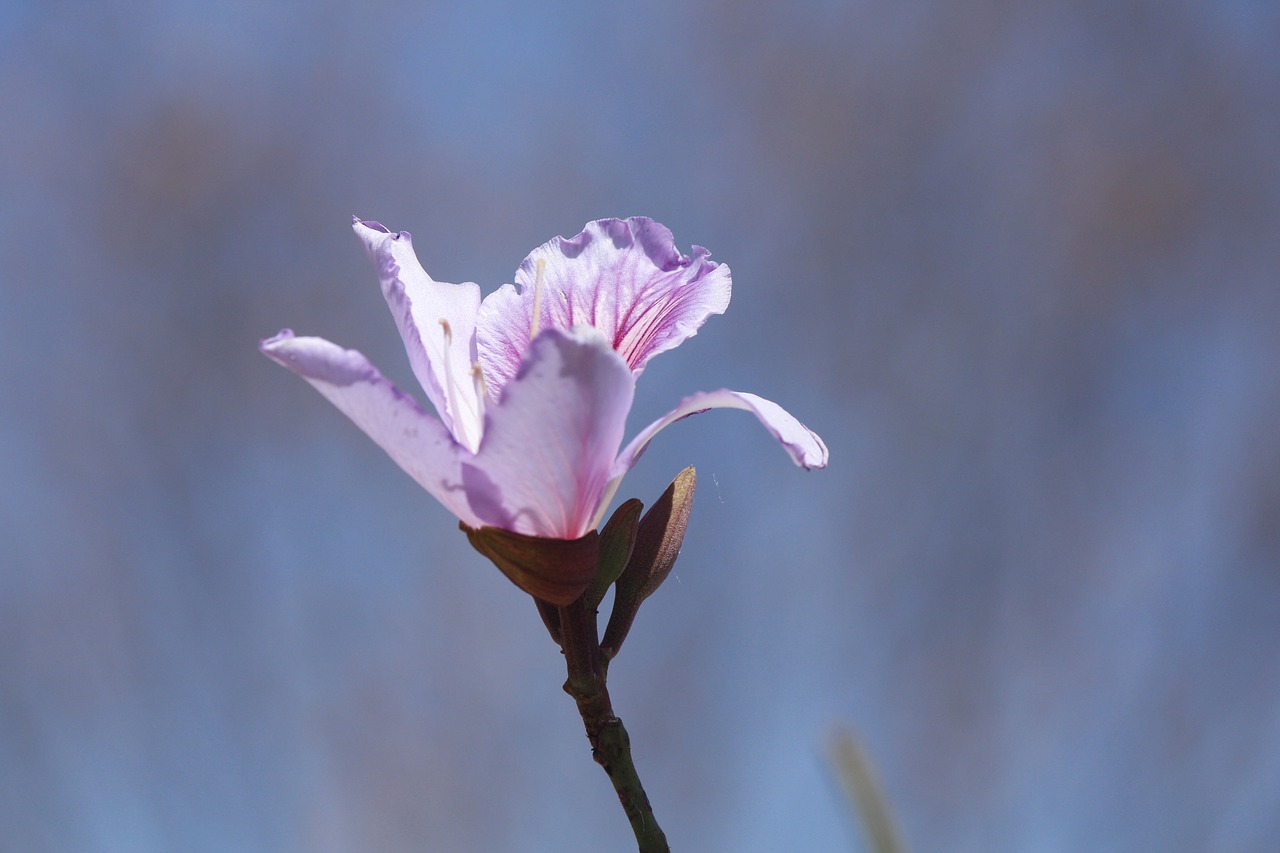 flower sky rosa free photo