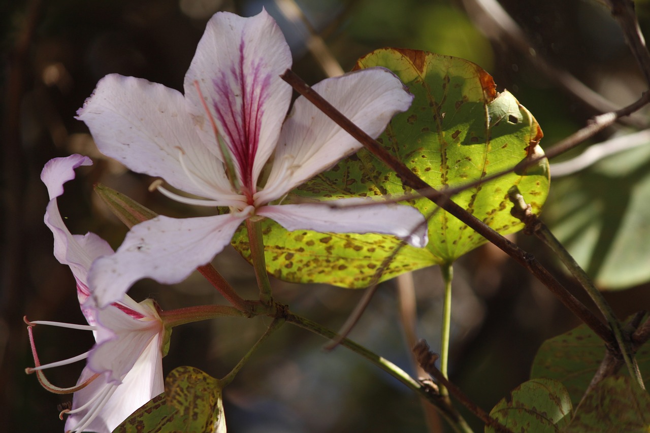 flower nature life free photo