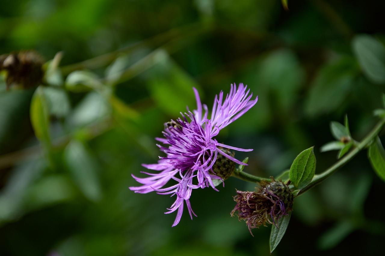 flower nature purple free photo