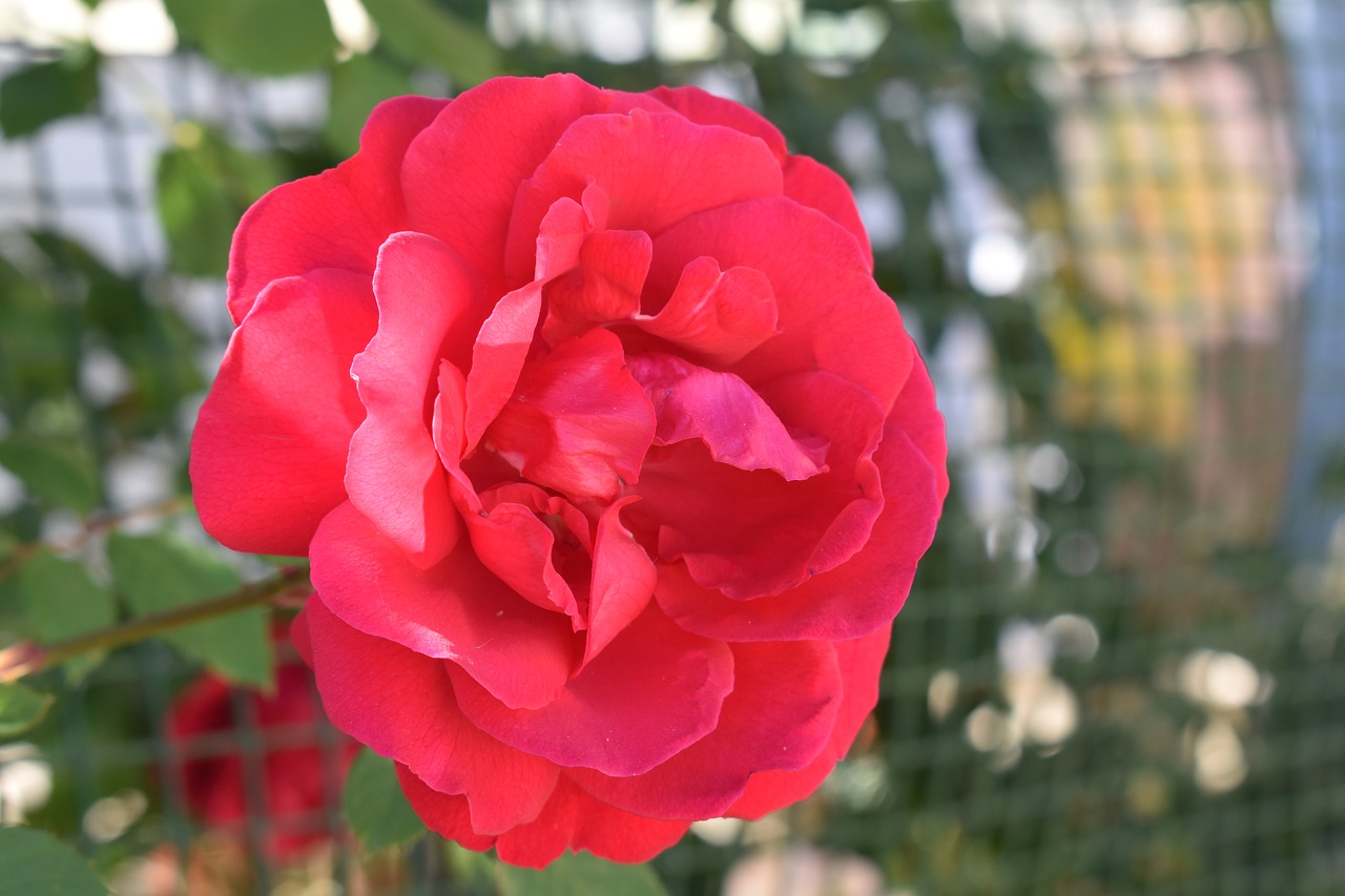 flower rose red free photo