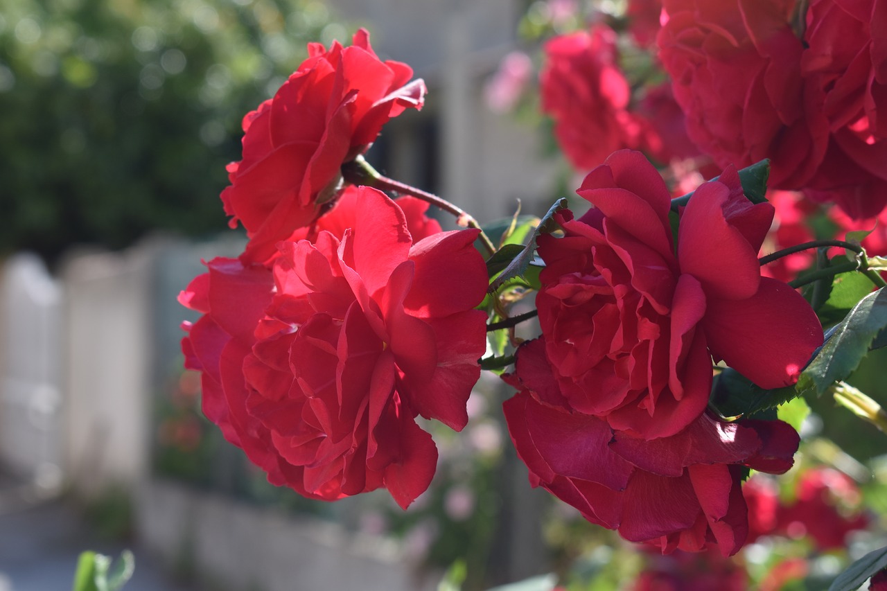 flower rose red free photo