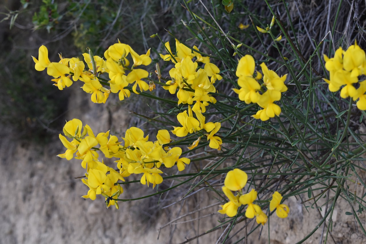 flower yellow countryside free photo