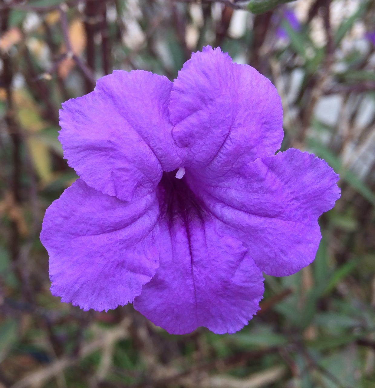 flower tropical purple free photo