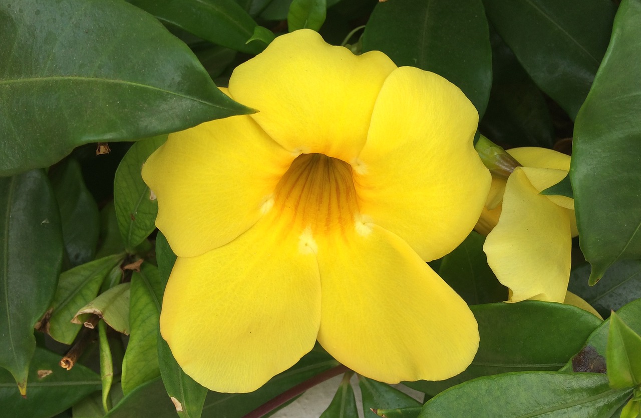 flower petal yellow free photo