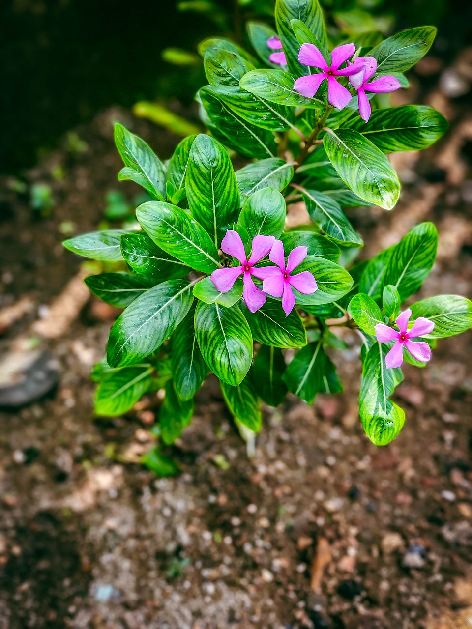 flower blossom plant free photo