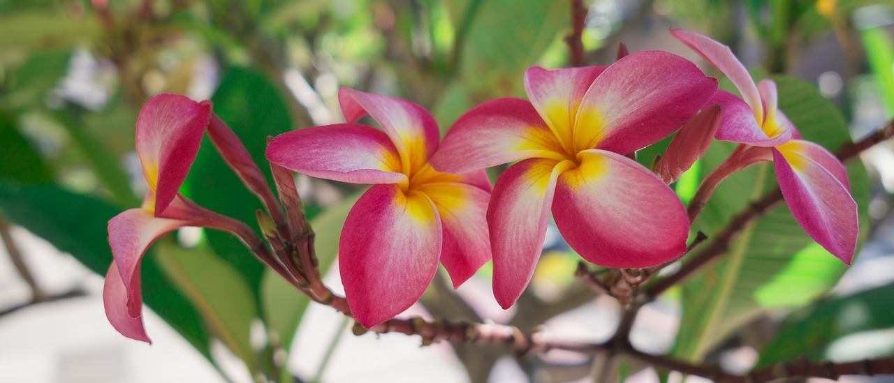 flower chinese plant free photo