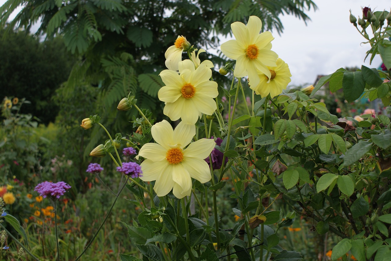 flower garden blossom free photo