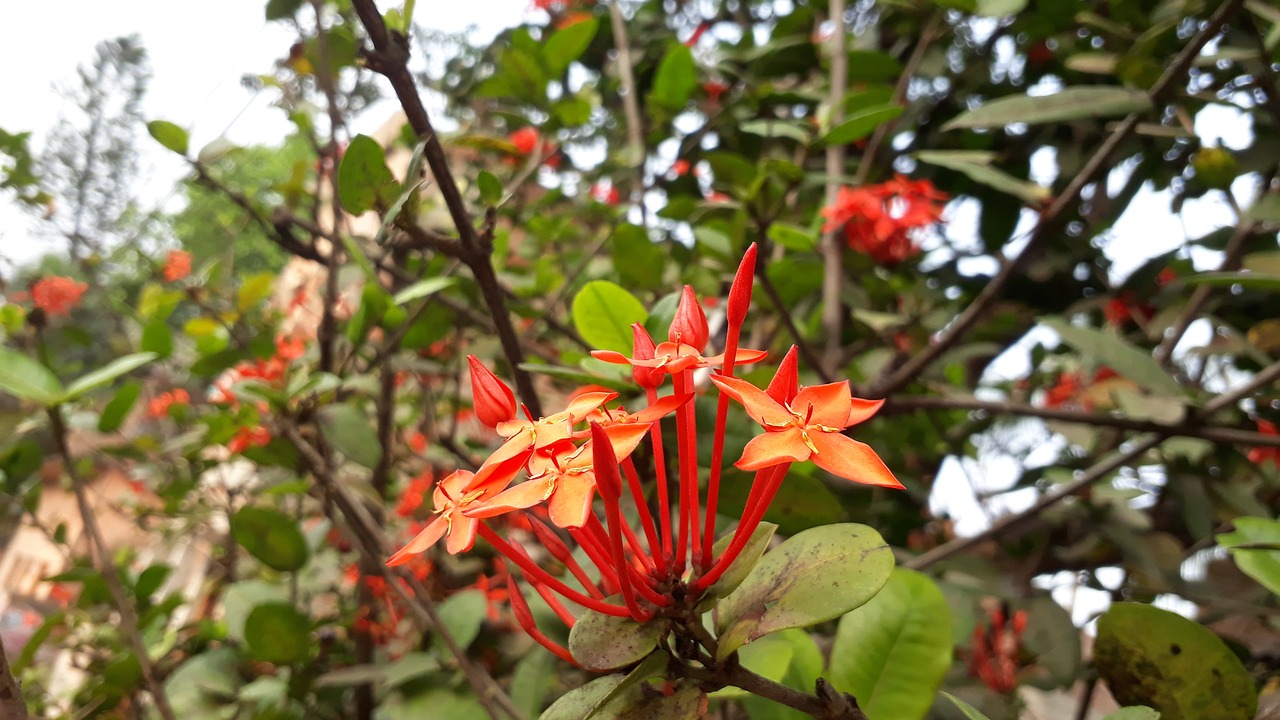 flower nature red free photo