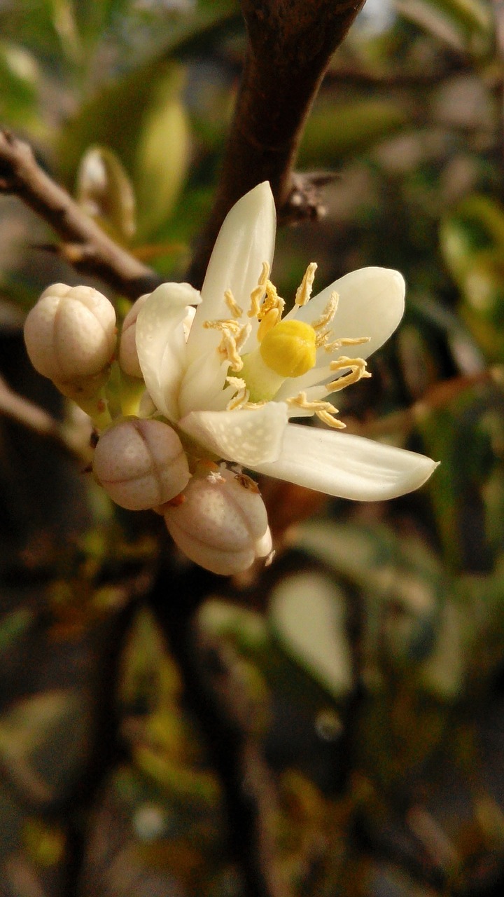 flower lemon lime free photo